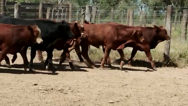 Lote 46 Terneros en Fernández, Santiago del Estero