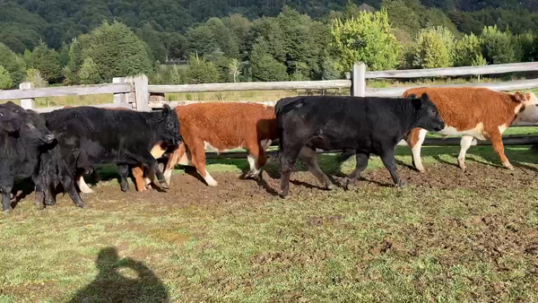 Lote 44 Novillo Engorda en Coyhaique, XI Región Aysén