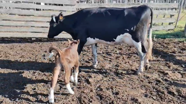 Lote Vaca 500kg - , San José