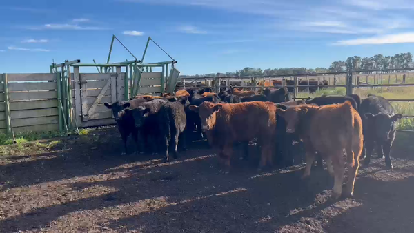 Lote 78 Terneros/as en Chillar