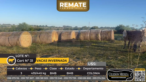Lote 3 Vacas de Invernada en Piedra Chata, a 15 km de Cardona, Colonia
