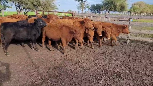 Lote 50 Terneras en Villaguay, Entre Ríos