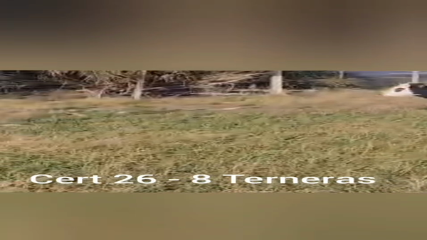 Lote TERNERAS