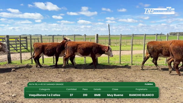 Lote (Vendido)37 Vaquillonas 1 a 2 años 310kg - , Florida