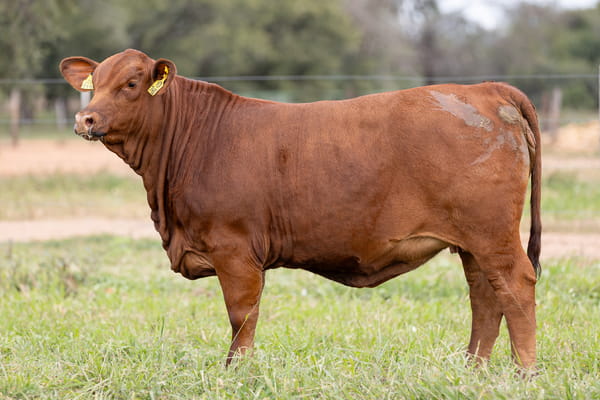 Lote LOTE 30