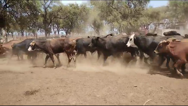 Lote 85 Novillitos en Quimilí, Santiago del Estero
