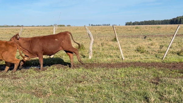 Lote 70 Terneras en Corrientes, Goya