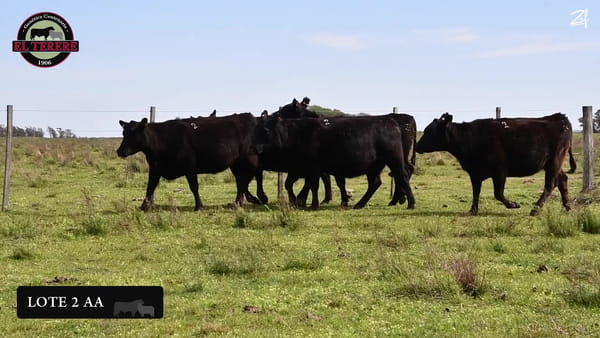 Lote VACAS PREÑADAS
