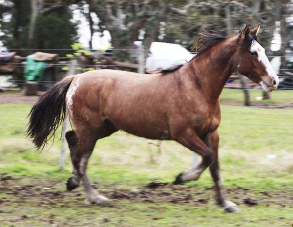 Lote Santa Gloria Alma Mia