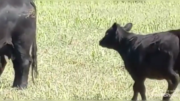 Lote 40 Terneros A TÉRMINO en Tres Arroyos