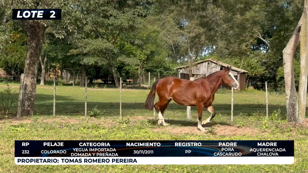 Lote LOTE 2