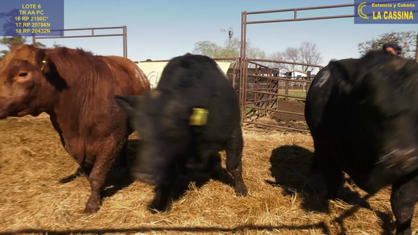 Lote TOROS ANGUS PURO CONTROLADO