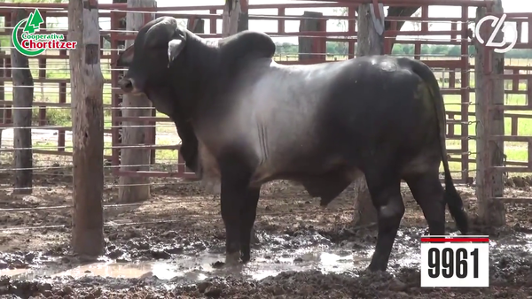 Lote Brahman