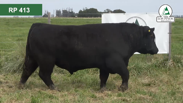 Lote 3 Toros ANGUS en Balcarce