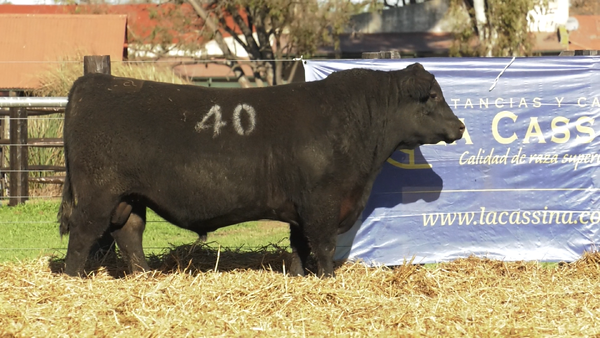 Lote TOROS ANGUS PURO CONTROLADO