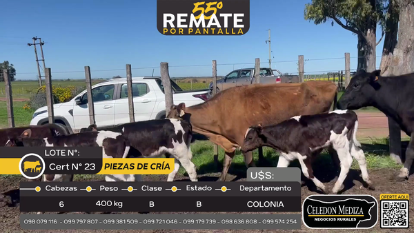 Lote 6 Piezas de cría A 9 km de Palo Solo , Colonia