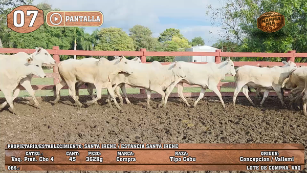 Lote LOTE 7 - POR PANTALLA