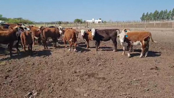 Lote 60 Terneras Braford en Calchaquí, Santa Fe