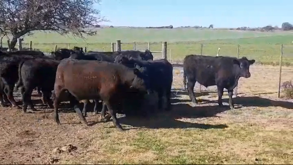 Lote (Vendido)12 Terneros ANGUS 350kg -  en PLAYA LA AGRACIADA