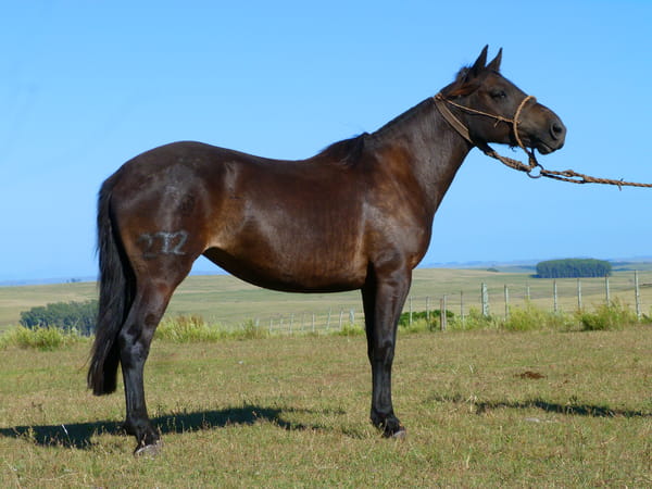 Lote Fumaza del Cerro Grande