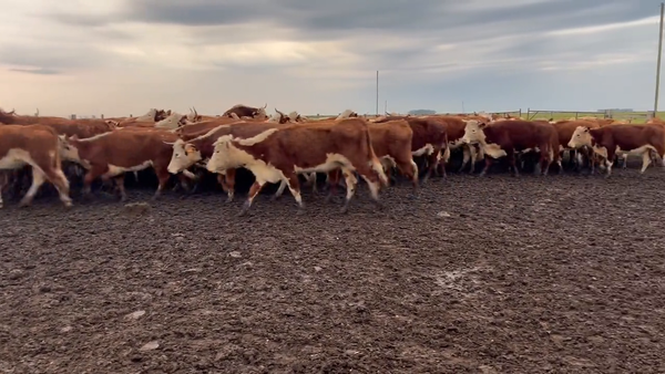 Lote Vacas de Invernada