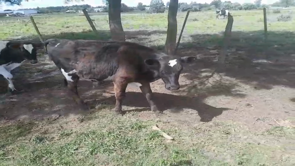 Lote 2 Terneros y Terneras 130kg - , San José