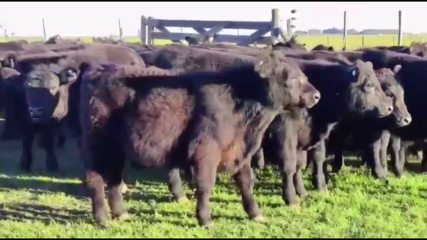 Lote 85 TERNS. MACHOS Y HEMBRAS, TANDIL, PCIA. BS. AS.