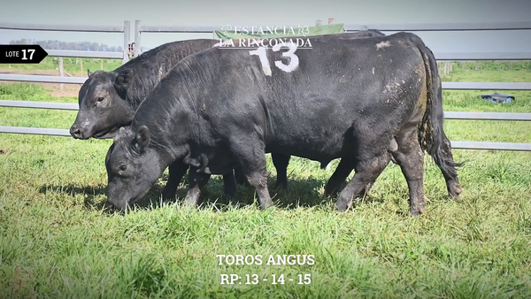 Lote TOROS ANGUS N