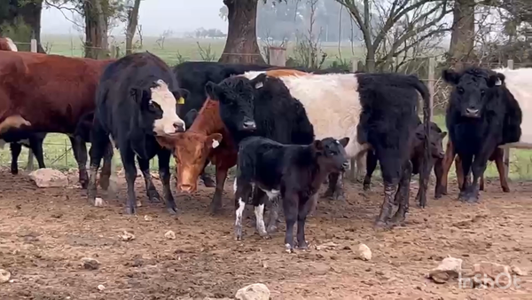 Lote VACA NUEVA AL CORTE