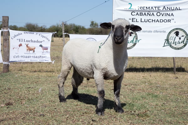 Lote OVINO HAMPSHIRE D. MACHO PP