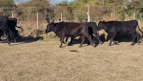 Lote 57 Terneros en Corrientes, Curuzu Cuatia