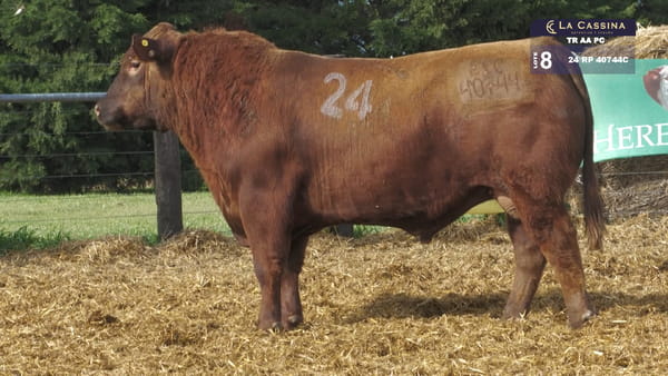 24 -  40744C — TOROS ANGUS PURO CONTROLADO