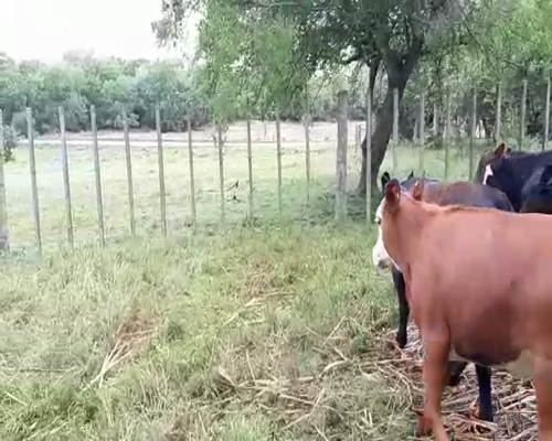 Lote (Vendido)8 Terneros y Terneras AA/ CARETAS 229kg -  en PUNTAS DE RIACHUELO