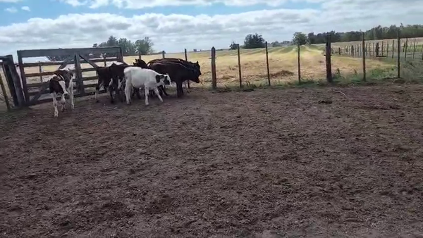 Lote 9 Terneros 130kg - , San José