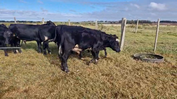 Lote 17 Terneros, San José