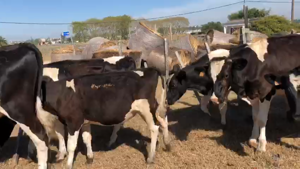 Lote 15 Novillos Holando