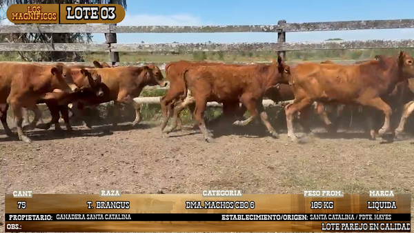 Lote LOTE 3