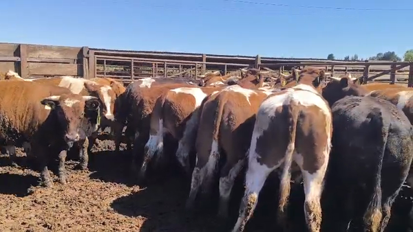 Lote 20 Novillo Gordo en Los Ángeles, VIII Región Biobío