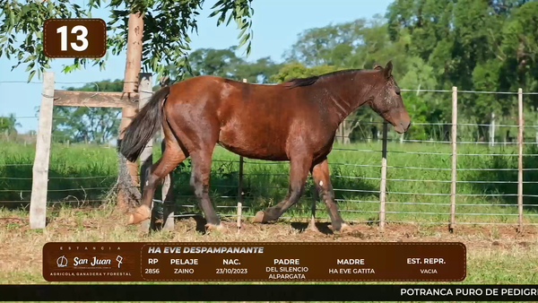Lote LOTE 13