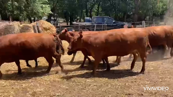 Lote 10 Vaquillonas C/ gtia de preñez