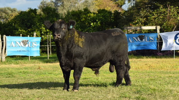 Lote CABAÑA COEMBOTÁ: RP 208