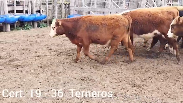 Lote TERNEROS