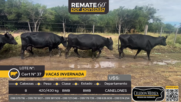 Lote 8 Vaca en Otra Localidad, Canelones