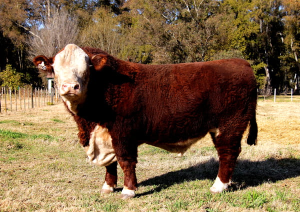 Lote TORO PURO DE PEDIGREE (Corral 53)