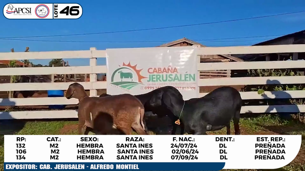 Lote LOTE 46