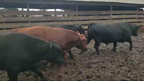Lote 20 Novillo Gordo en Los Ángeles, VIII Región Biobío