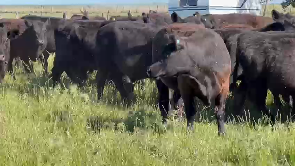 Lote 60 Novillitos en Dolores, Buenos Aires