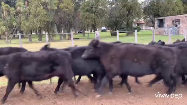 Lote 65 Terneras en San Andrés de Giles, Buenos Aires