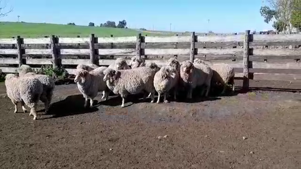 Lote (Vendido)12 Ovejas 55kg -  en EL CHILENO