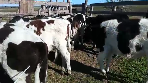 Lote 20 Terneros HOLANDO Y CRUZA, San José